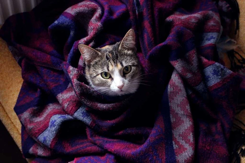 cat-2858202_1920.jpg