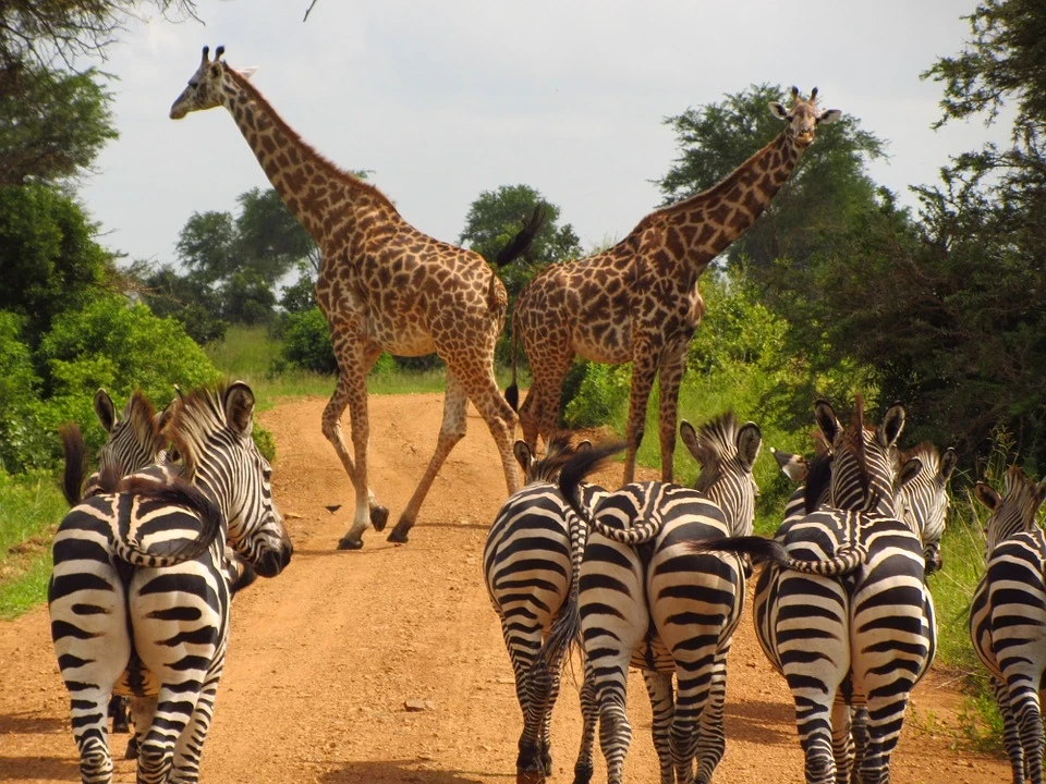zebras-765885_960_720.jpg zebras-765885_960_720.jpg