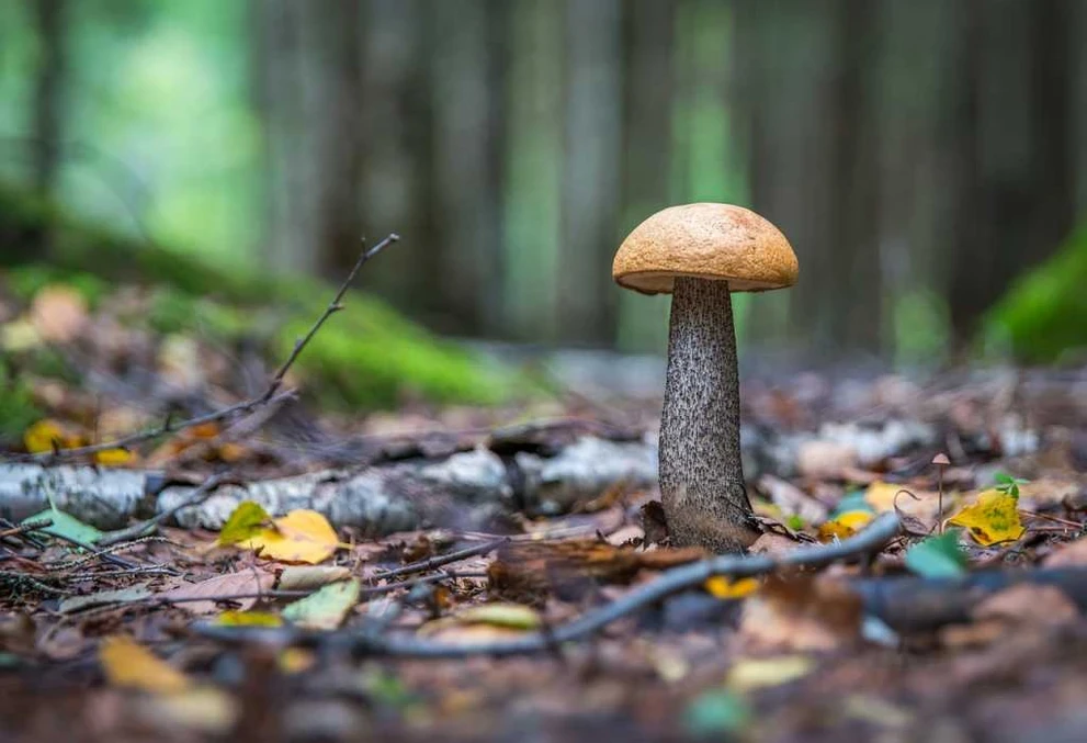 Подосиновик.jpg mushroom-3053443_1280.jpg
