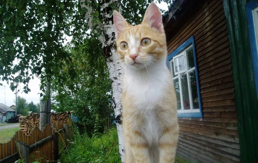 На Алтае заработало приложение, которое подбирает коту идеального хозяина