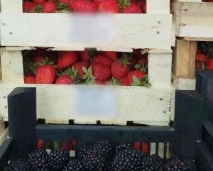 Что не так с ягодой из Кыргызстана, которую задержали в Алтайском крае?
