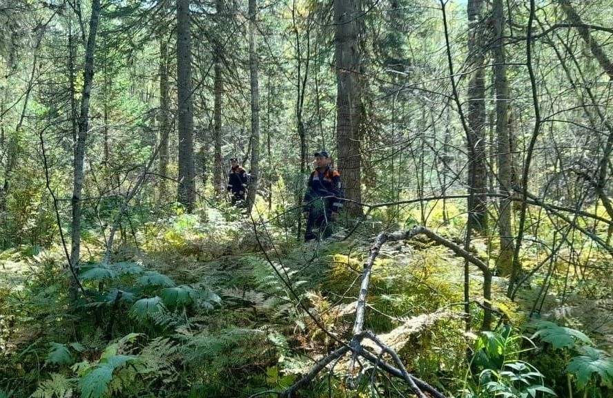 В Красноярском крае в лесу обнаружены тела людей со следами нападения зверей