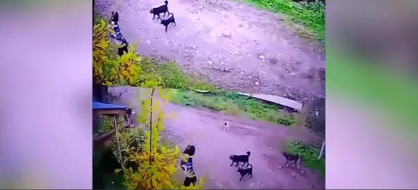 В Горно-Алтайске свора собак держит в страхе местных детей 
