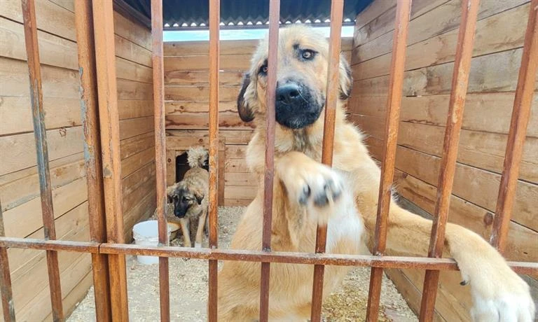Приюты для животных в Красноярске могут получить до 1 миллиона рублей 