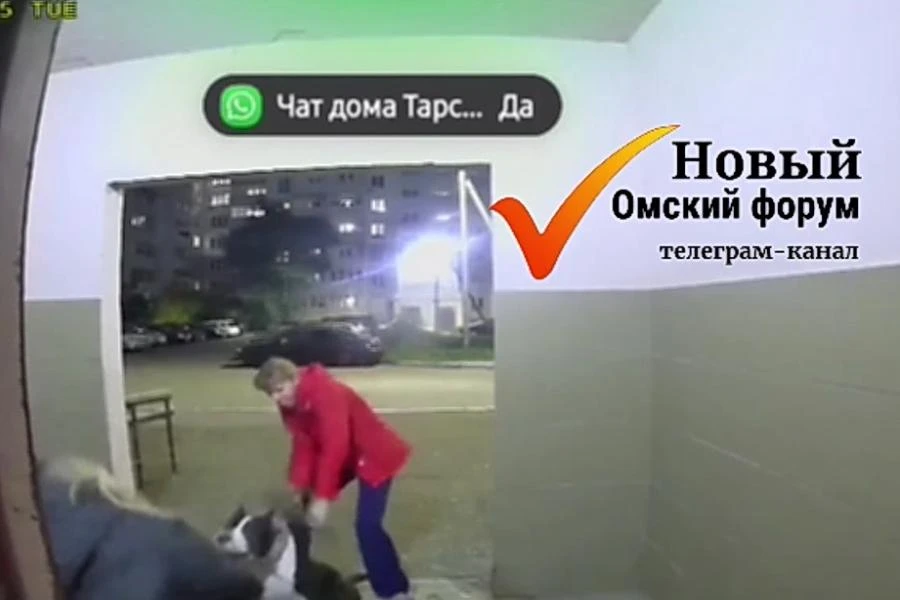 В Омске на 14-летнюю девушку напала собака бойцовской породы