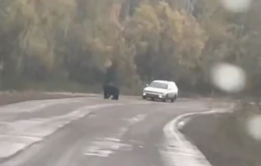 Полиция Красноярского края засняла косолапого нарушителя