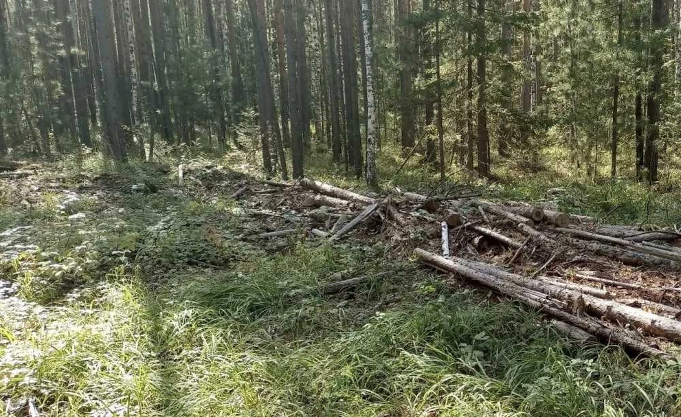 В Красноярском крае будут судить человека, который «срубил лишнего»