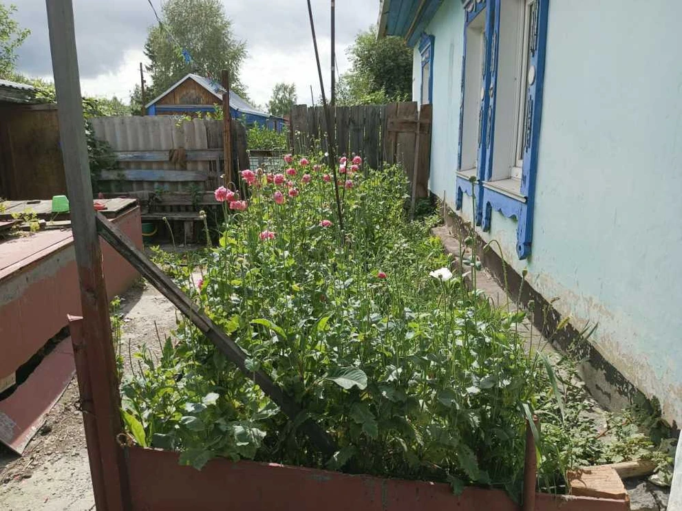 В Алтайском крае полицейские выявили большую плантацию мака