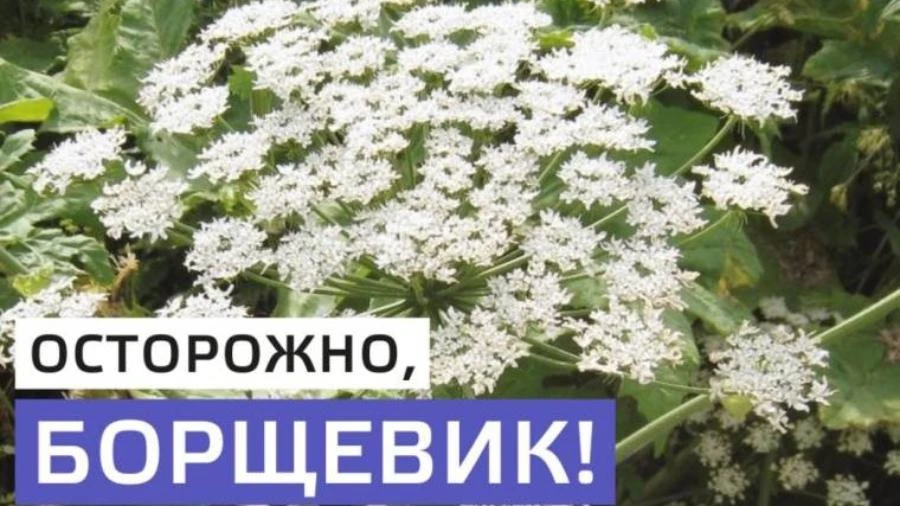 Иркутские врачи предупредили об опасности борщевика: что делать при ожоге