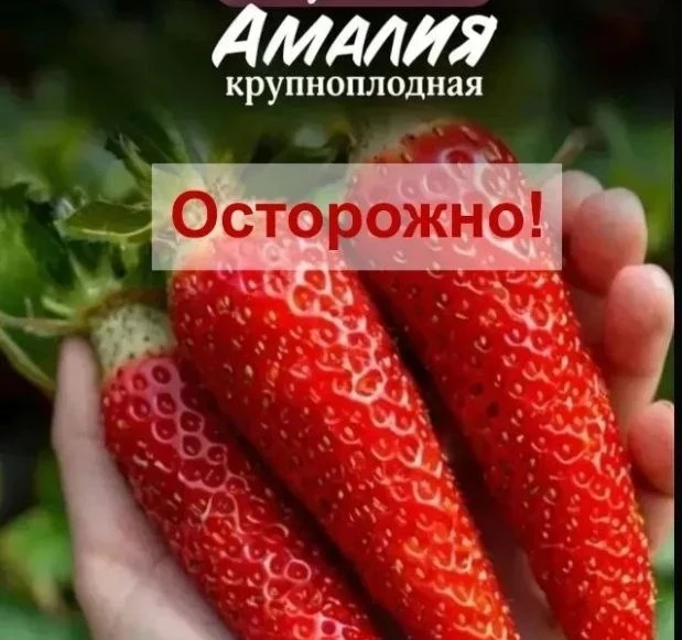 Красноярских дачников обманывают с помощью нейросетей