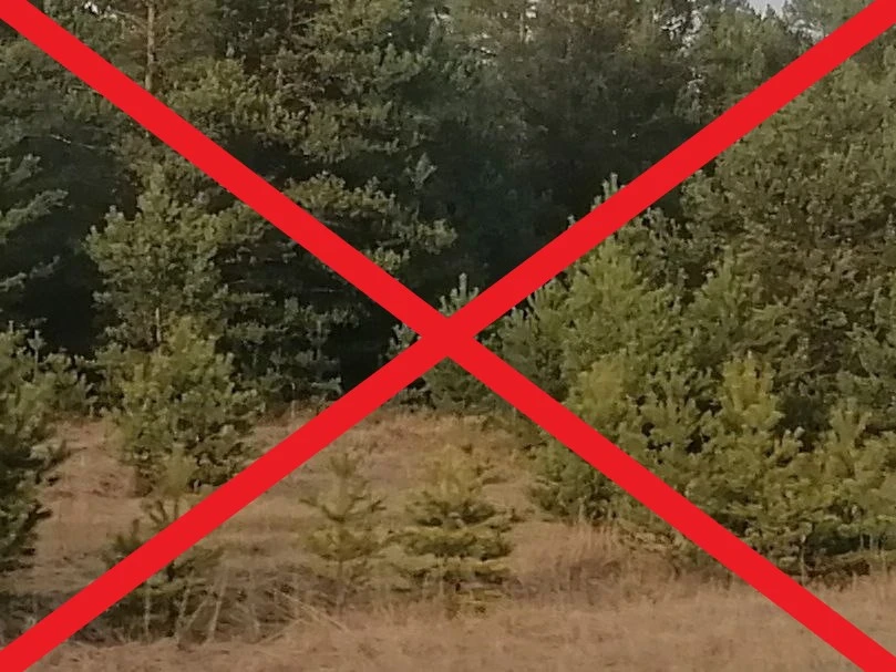 В Иркутской области 5 июня начинает действовать ограничение на посещение лесов 