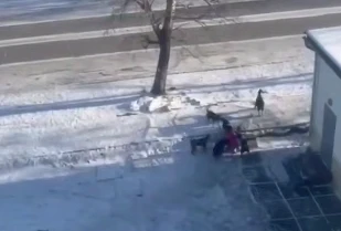 В столице Тувы сняли кадры нападения стаи собак на ребёнка