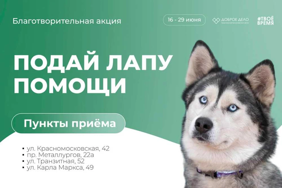 В Красноярске стартовала акция помощи животным из приютов города