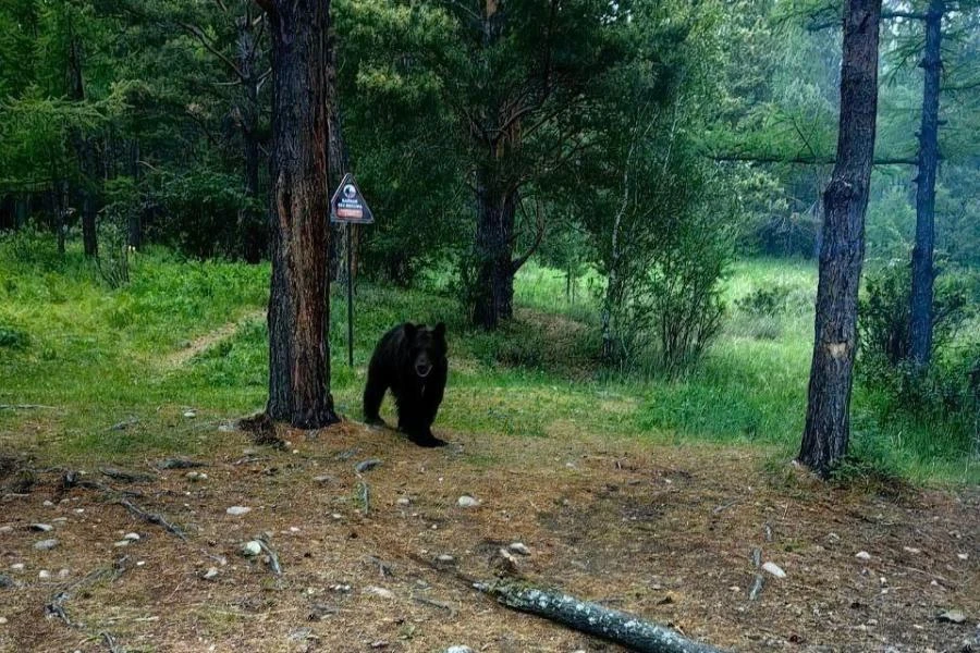 На Байкале медведь напал на лагерь туристов
