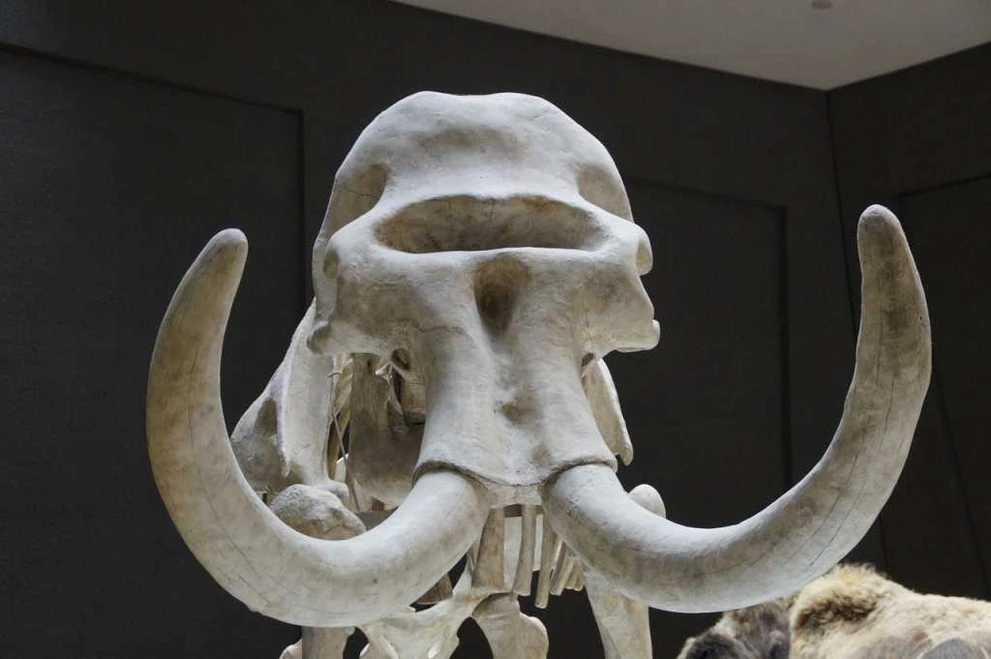 mammoth-1257205_1280.jpg