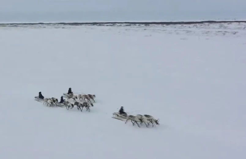 На трассе оленьих гонок. олень2.jpg