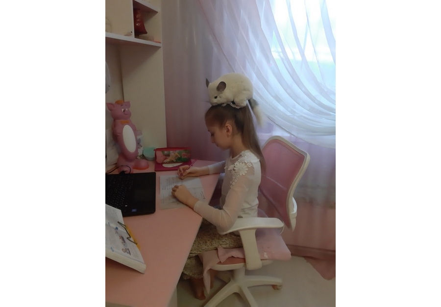 шиншилла.jpg