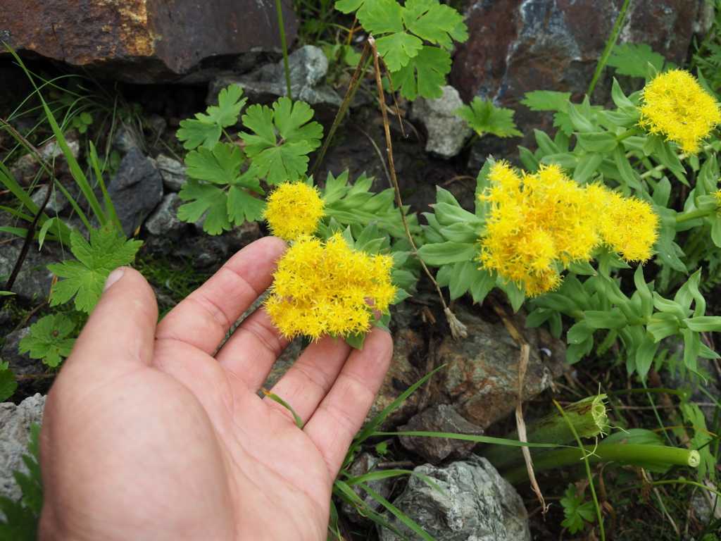 Цветение золотого корня в тундровых скалах.jpg