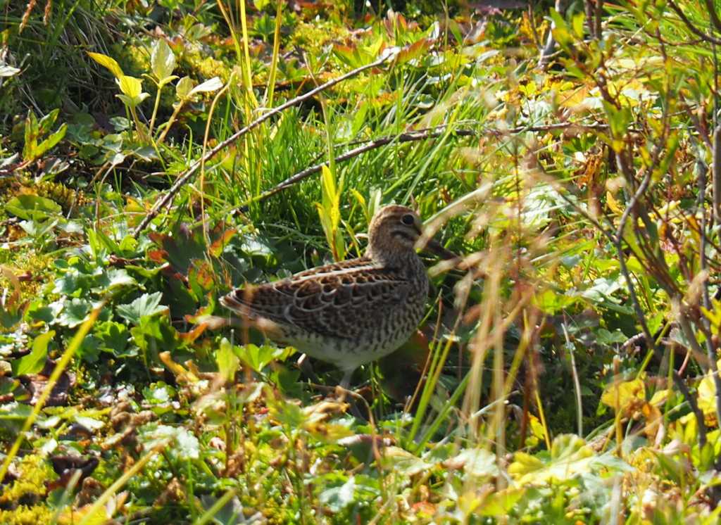 TНP8101464 ¦Т¦-¦¬TМ¦ TИ¦-¦¦¦¬.jpg