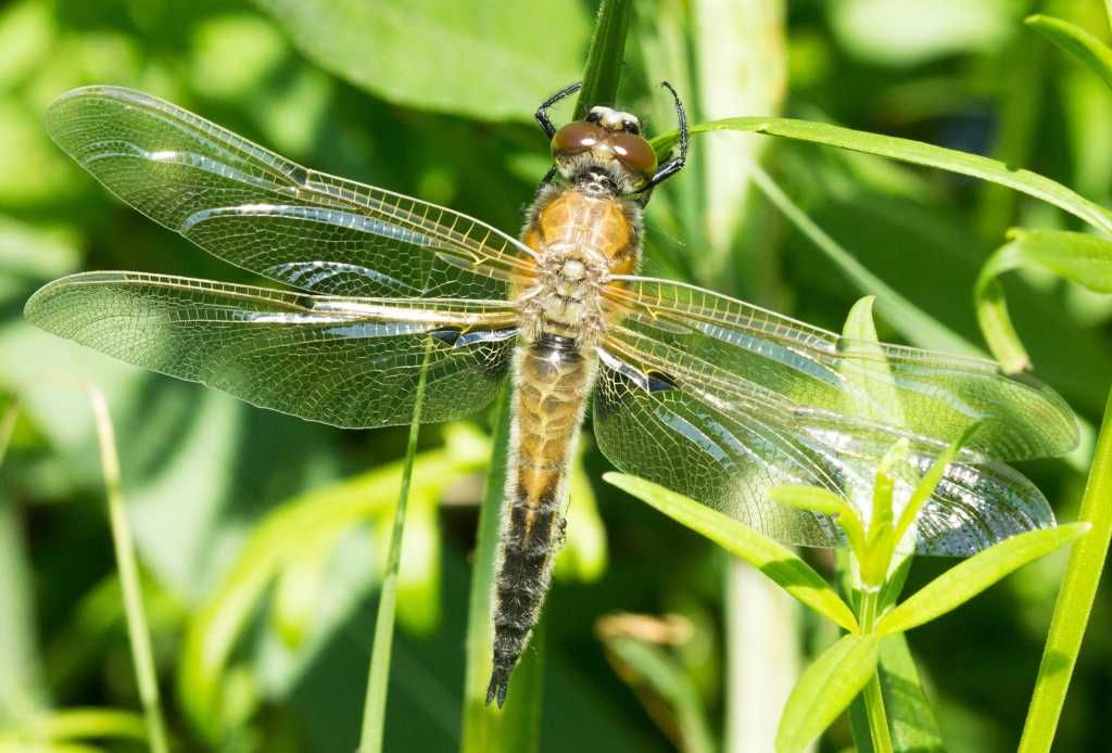 стрекоза четырёхпятнистая_самец.jpg