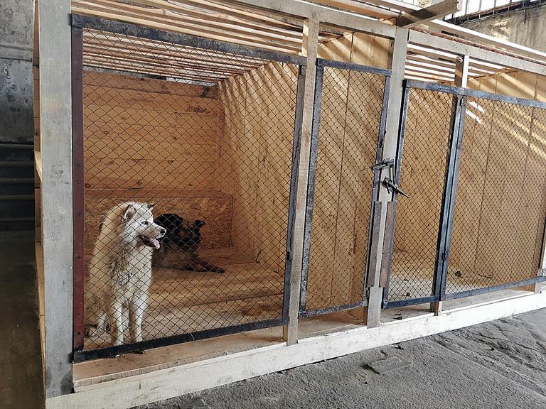 бездомные собаки (5).jpg