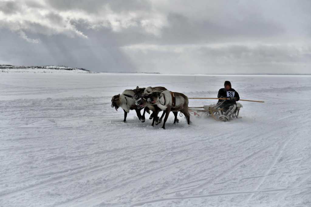 05_День оленевода_Фото Марина Пешкова.jpg