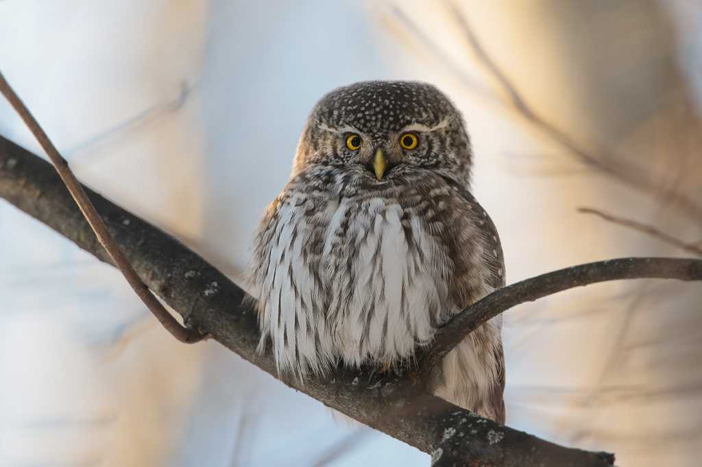 Воробьиный сыч.jpg