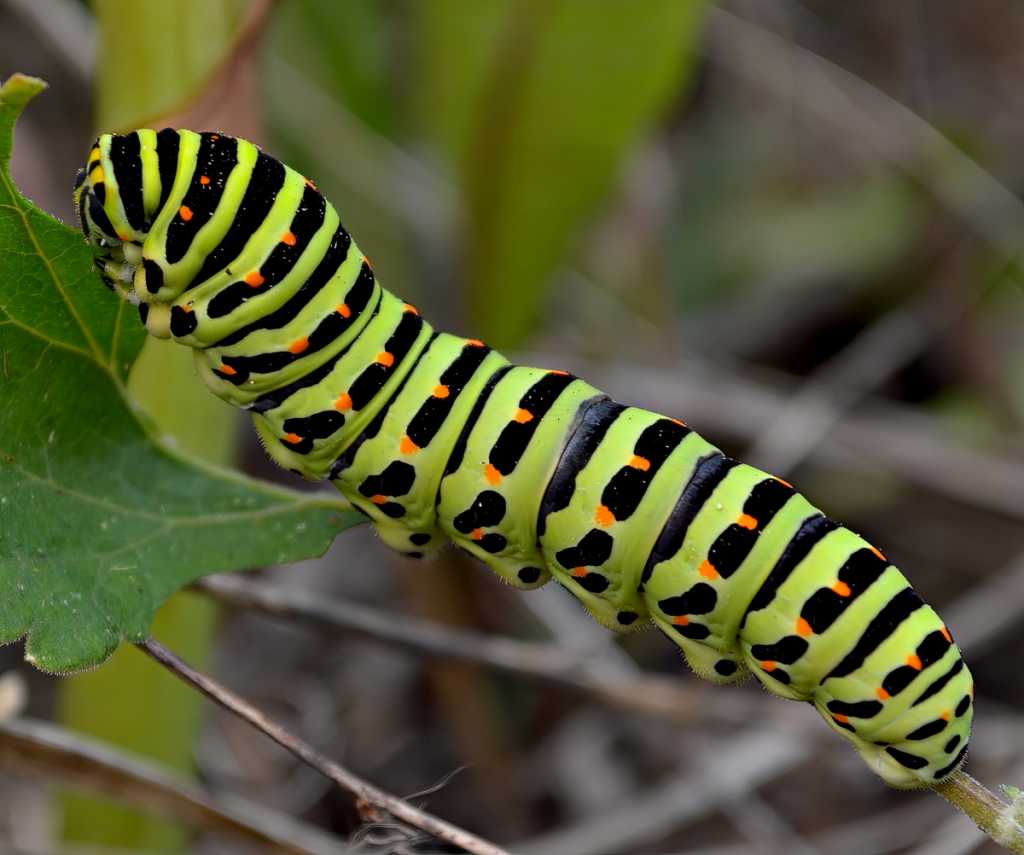1 Сергей Лощев (Гусеница Махаона).jpg