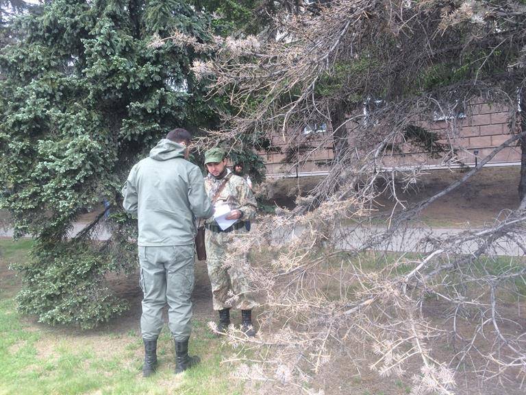 ели.jpg ели.jpg