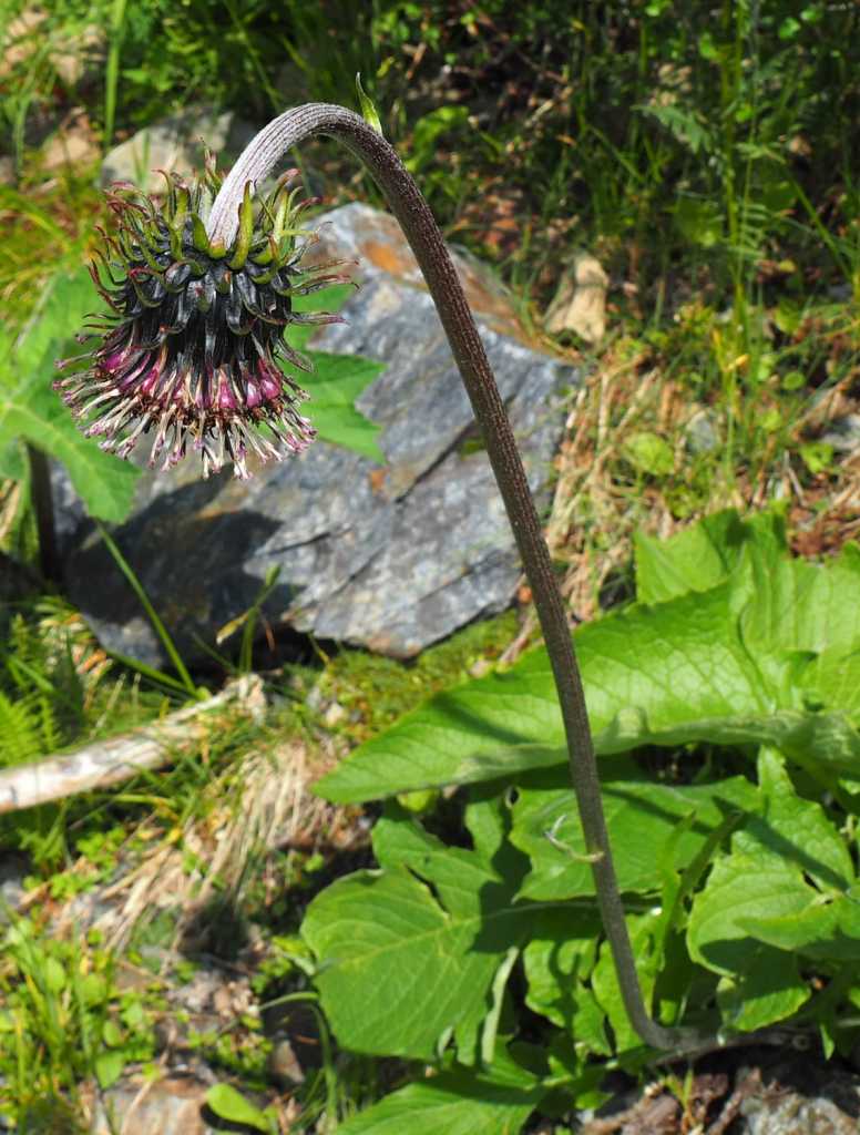 Горькуша Фролова - редкий уникум КК КК.jpg