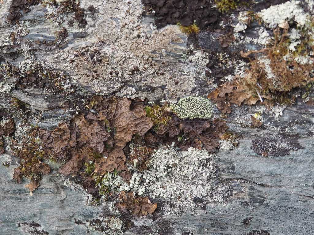 Новая находка для этих мест - Лобария сетчатая КК РФ.jpg