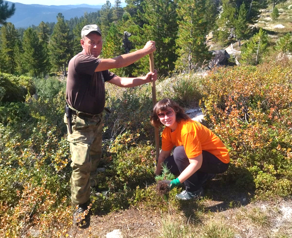 Посадка сеянцев кедра.jpg