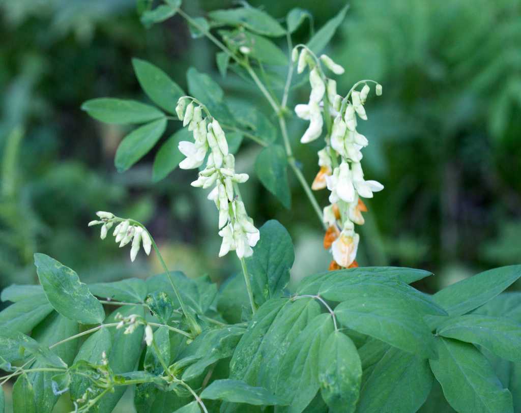 Чина Гмелина.jpg